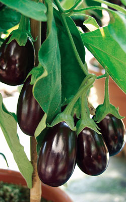 Aubergine Ophelia