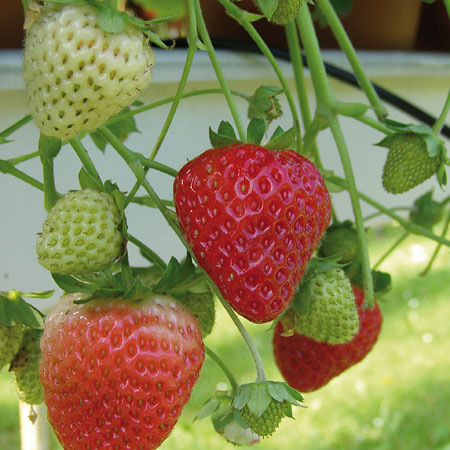 Erdbeeren-Pflanzen für den Anbau auf Balkon, Terrasse und Garten